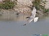 Uccelli charadriiformi 28 - Sterna zampenere.jpg